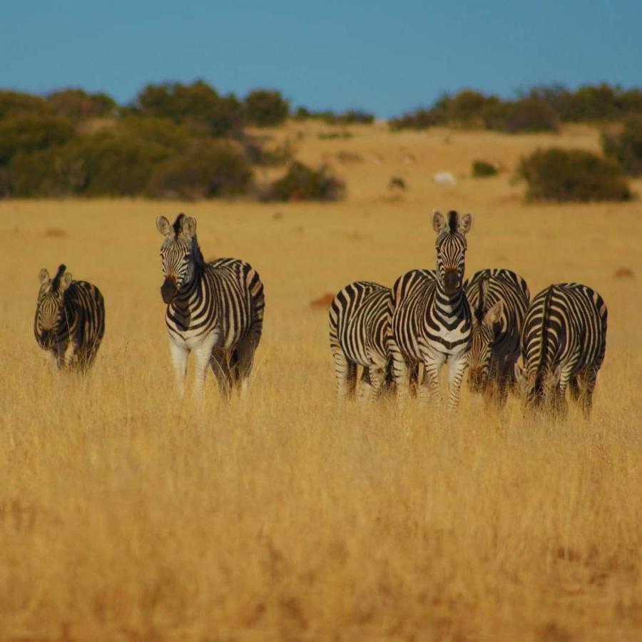 Letsatsi Game Lodge Smithfield Exterior foto