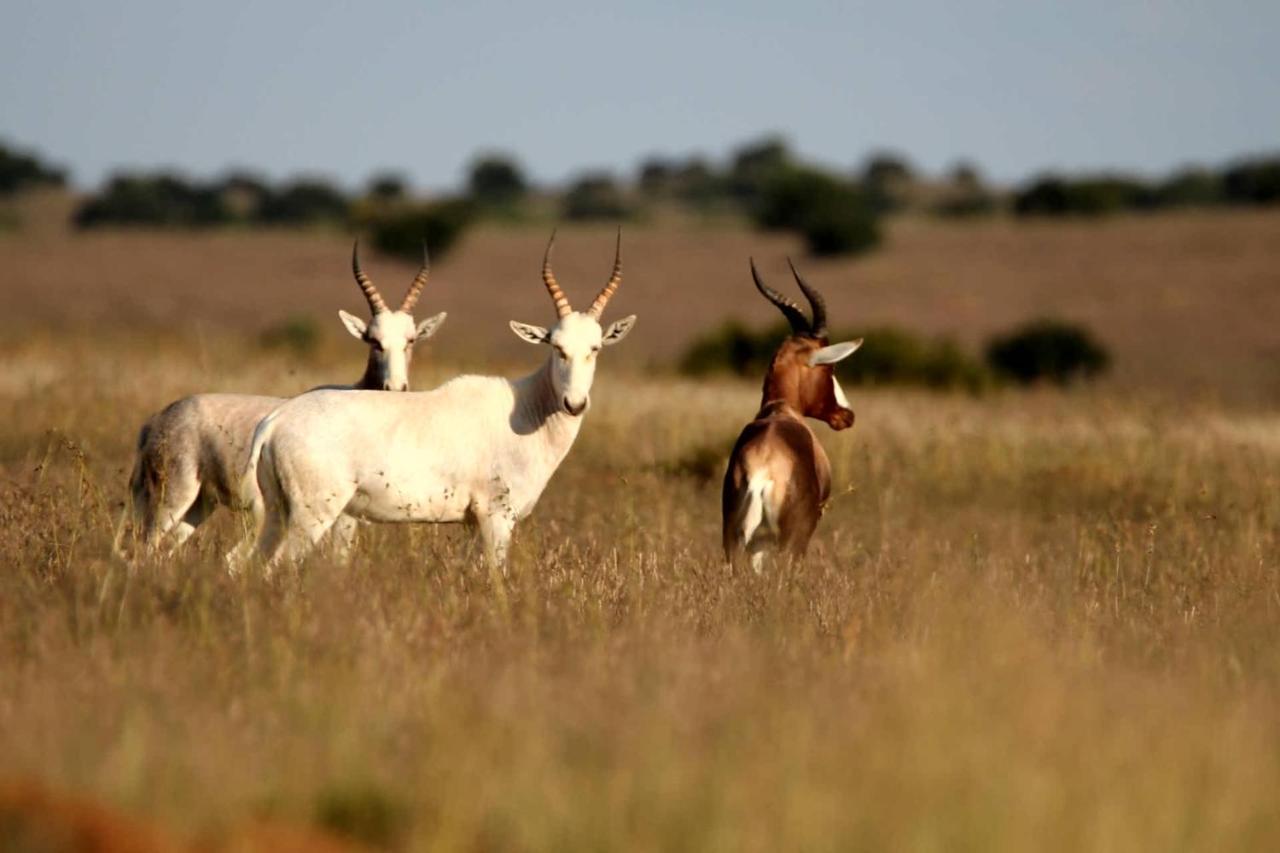 Letsatsi Game Lodge Smithfield Exterior foto