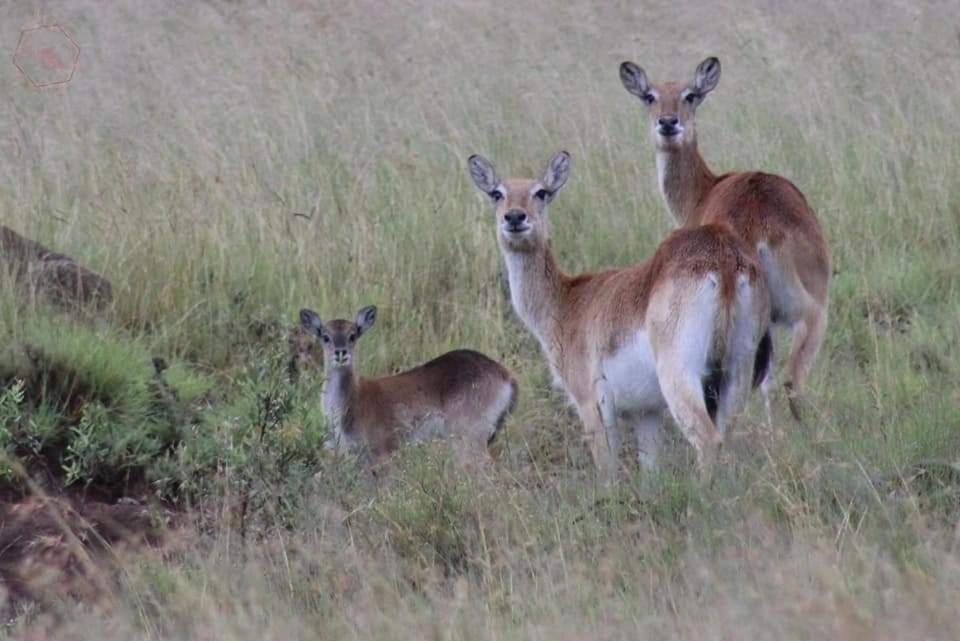 Letsatsi Game Lodge Smithfield Exterior foto